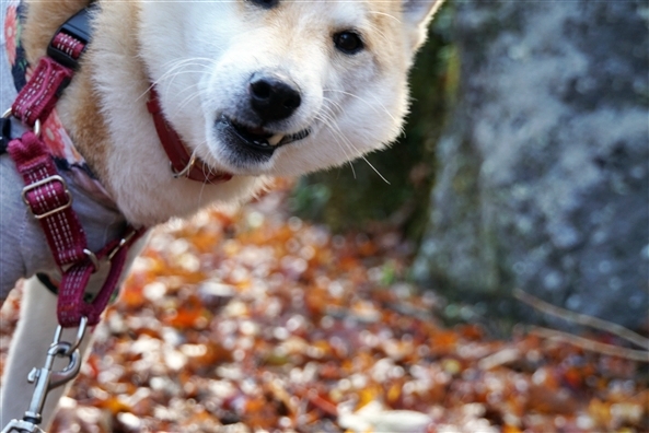 そんなに落ち葉が美味しいの 柴犬よ けものぱんはじめました