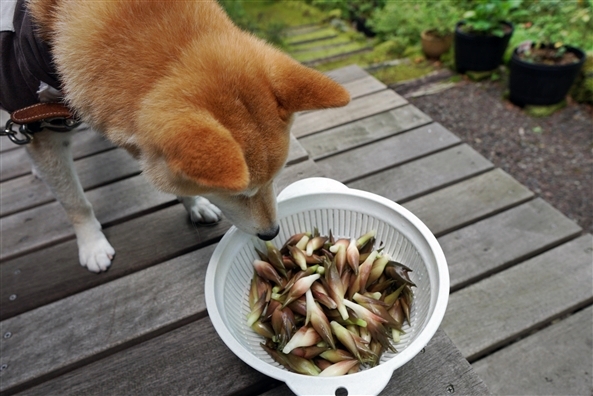 柴犬にミョウガは けものぱんはじめました