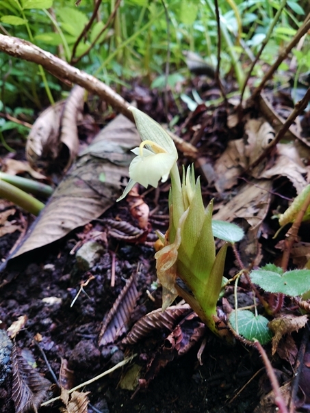 22茗荷 みょうが の花 けものぱんはじめました