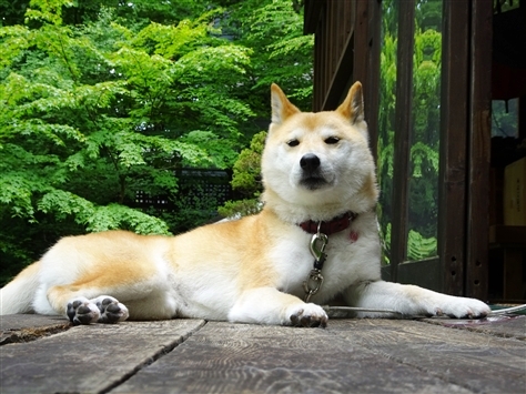 柴犬のイボ 閲覧注意 けものぱんはじめました